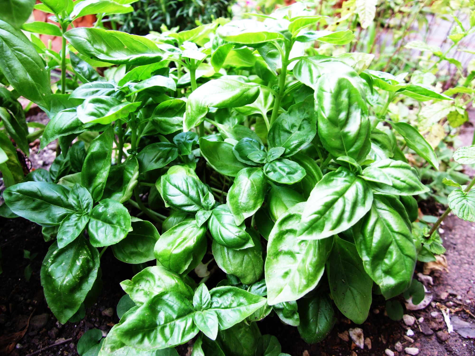 Basil Basilico Ocimum basilicum albahaca