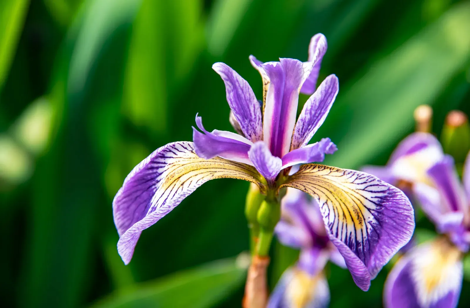 Purple iris flower plant.jpg