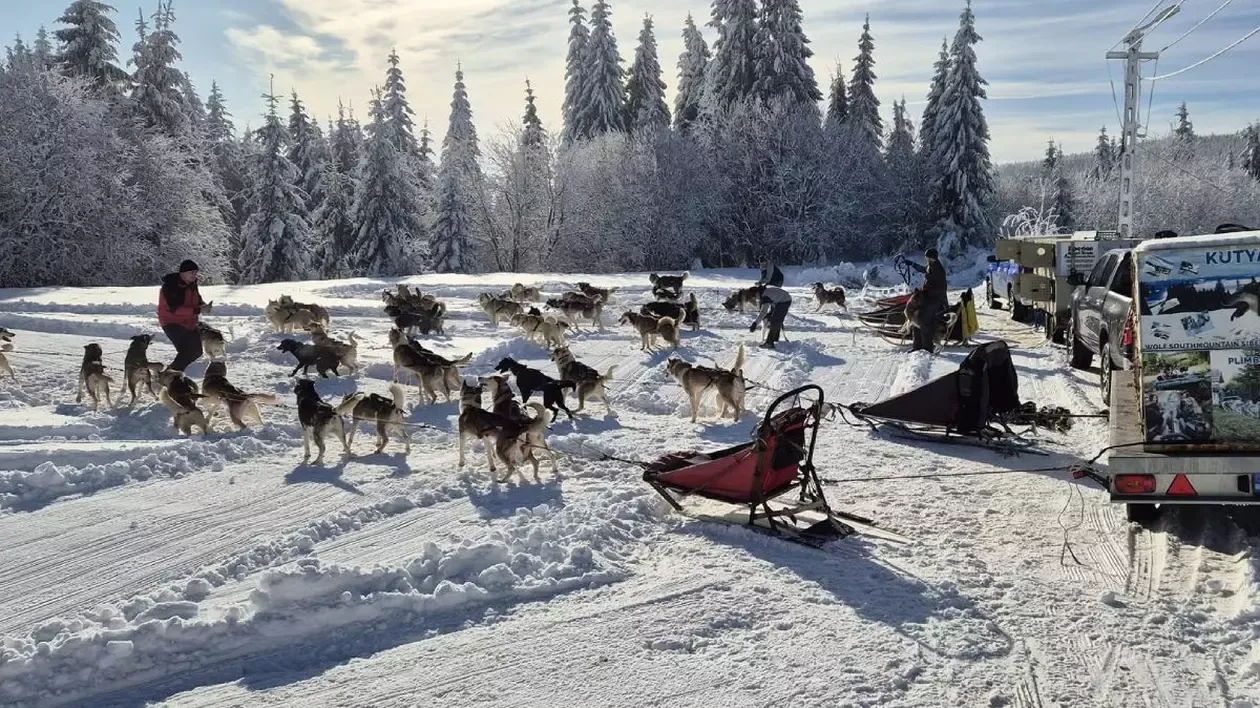 excursie husky harghita 1.jpg