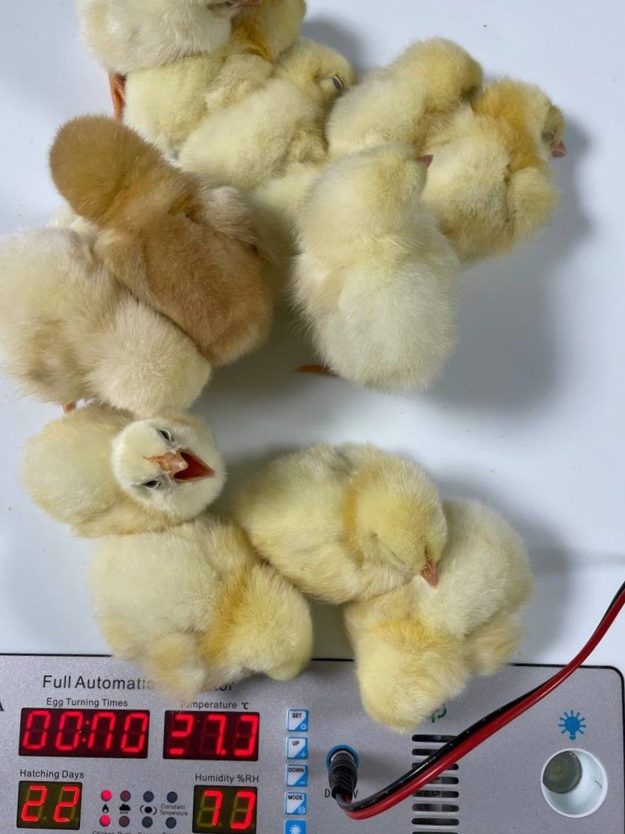 photo 2025 12 01 10 35 47