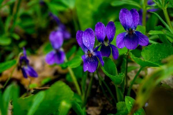 toporasi violet p1