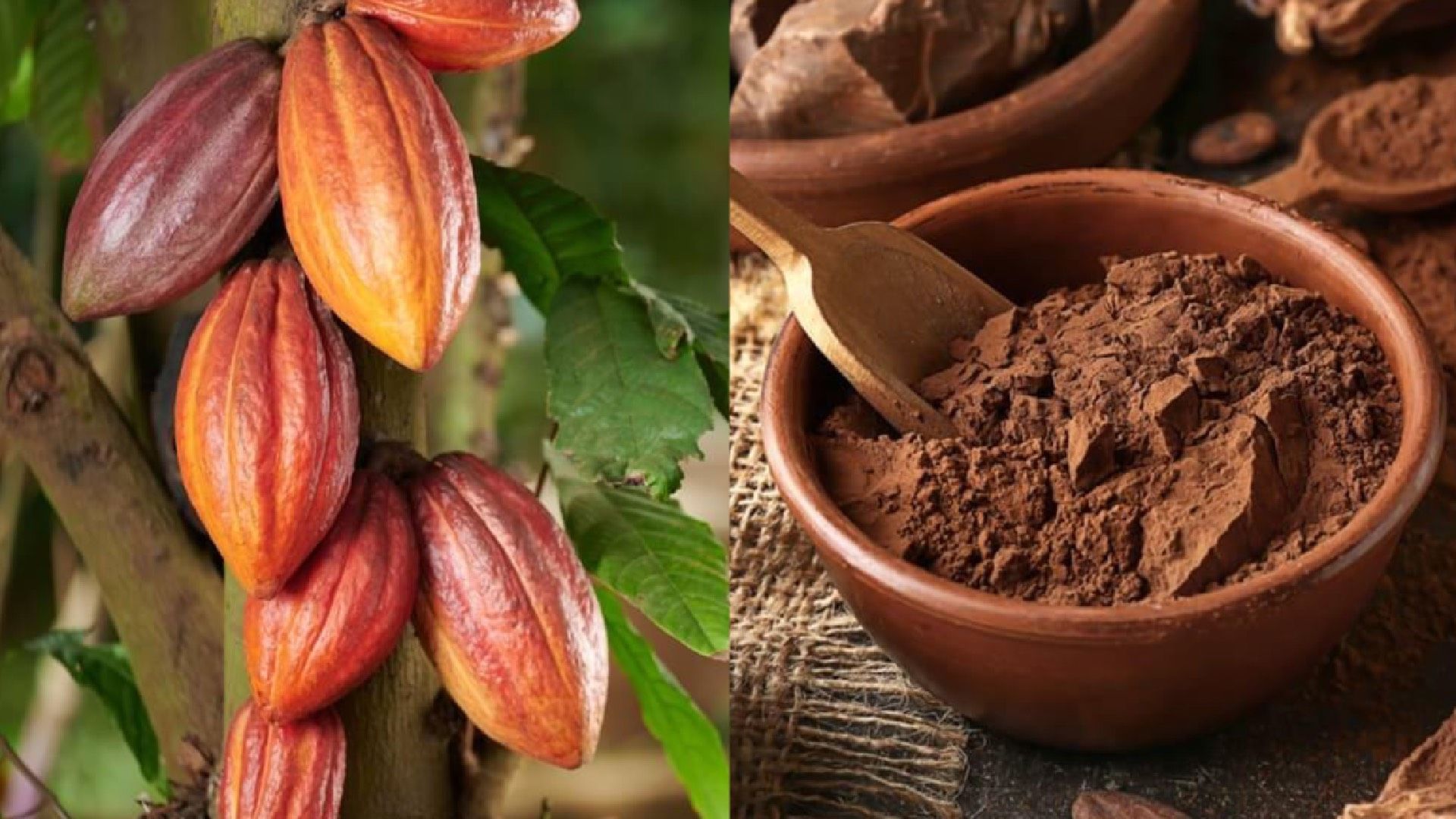 cacao.jpg