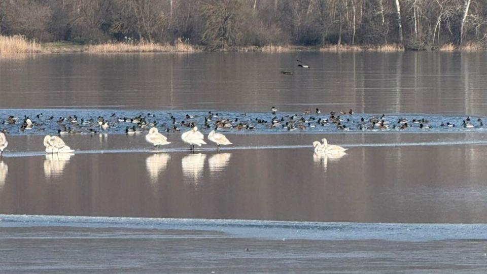 Inspectorii de mediu au surprins mai multe lebede pe un lac din Republica Moldova