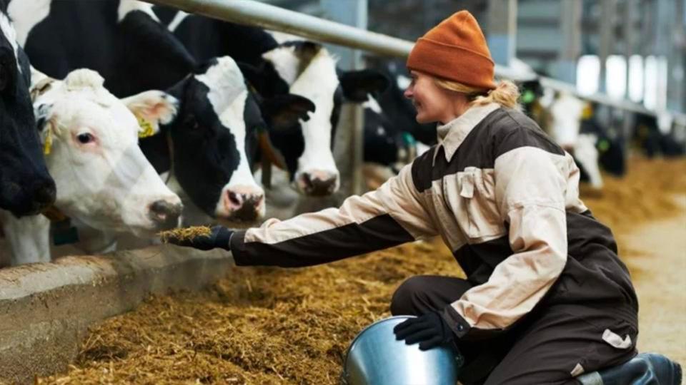 Ministerul Agriculturii: Înregistrarea animalelor din gospodării este obligatorie și oferă beneficii proprietarilor