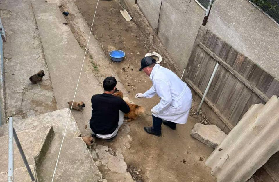 Microciparea câinilor în Cahul: 100 de animale deja înregistrate