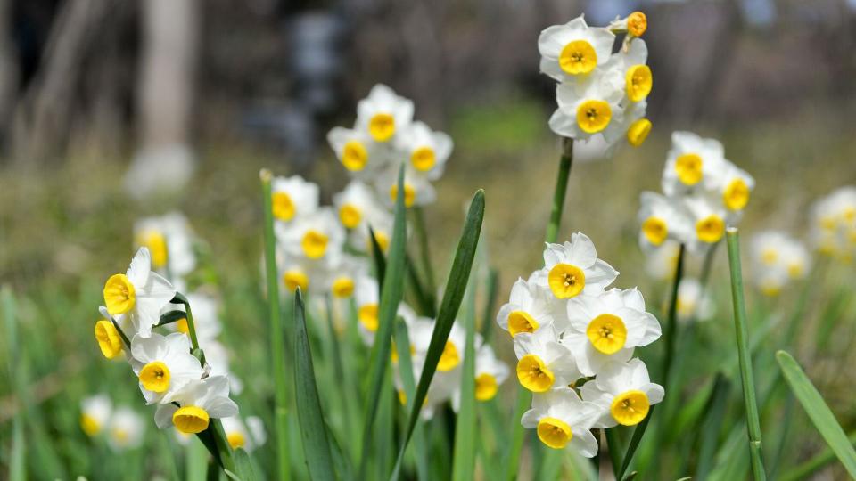 Trucuri pentru o înflorire mai lungă a narciselor în grădina ta