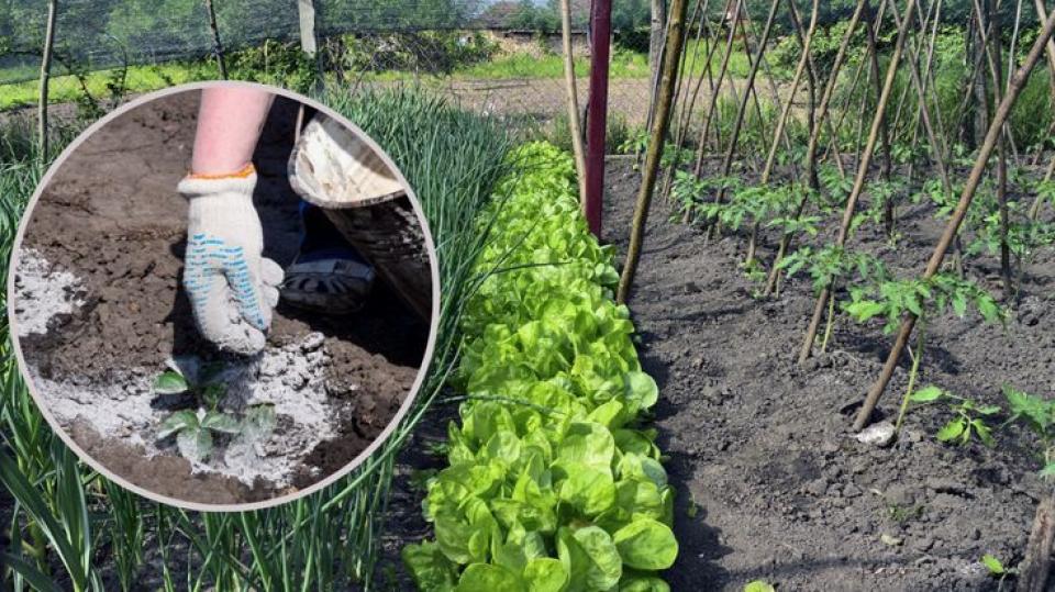 Cenușa – Cum o folosești ca îngrășământ natural pentru grădina ta