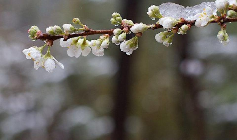 Fermierii vor primi ajutor după înghețuri. Evaluarea pagubelor începe pe 17 aprilie