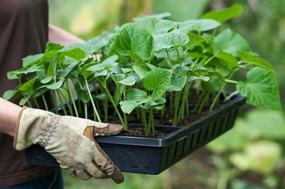 În atenția producătorilor de material semincer și săditor: Anunțul ANSA