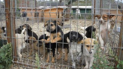 Cahulenii, chemați să sprijine câinii din adăpostul local pe 11 mai. Detalii aici