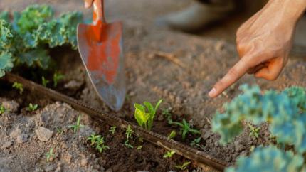 Ce lucrări se fac în grădină în luna mai? Calendar agricol util pentru gospodari