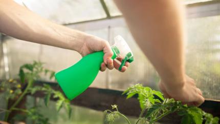 Top 5 soluții ecologice pentru combaterea dăunătorilor în grădină
