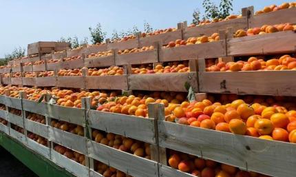 Exporturi record de fructe din R. Moldova în 2024. Anul 2025 vine cu provocări