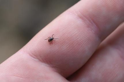 Atenție la căpușe! Trei cazuri de boală Lyme confirmate în Republica Moldova