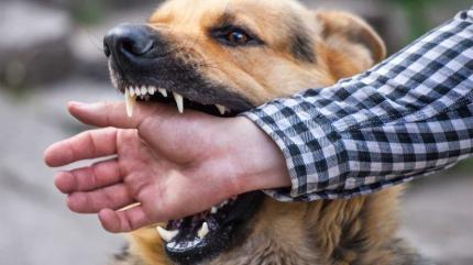 Crește numărul cazurilor de mușcături provocate de animale: Solicitările pentru vaccinul antirabic s-au dublat