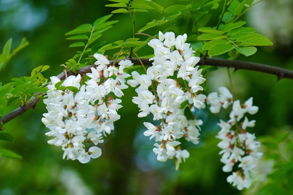 A început sezonul salcâmului – ce beneficii are și cum îl poți folosi în mod natural