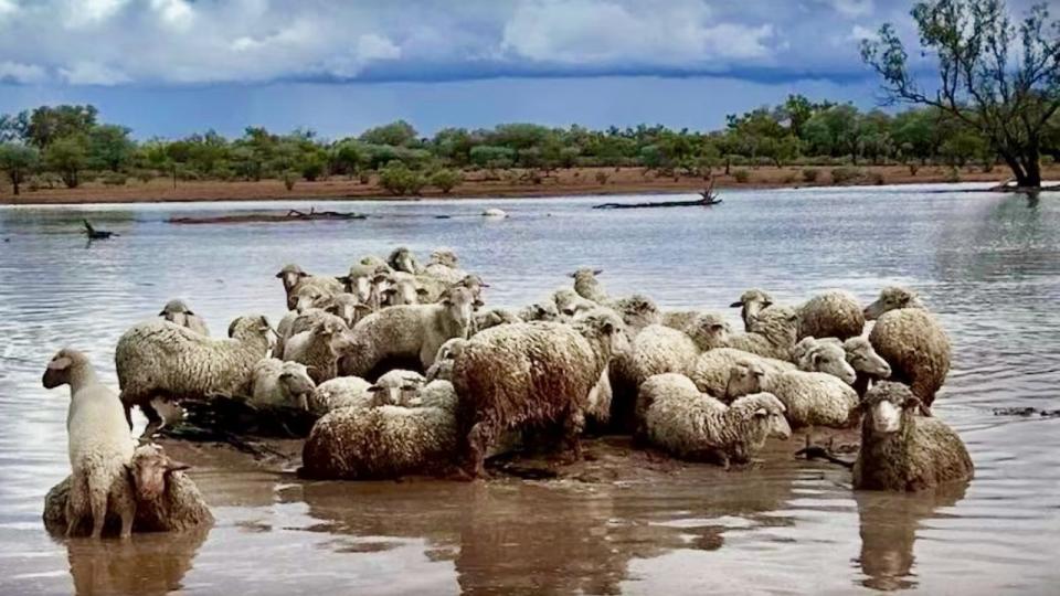 Cum protejăm animalele în caz de inundații: Îndemnul ANSA