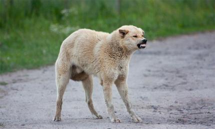 Precauție de rabie în municipiul Cahul. Evitați contactul cu animalele de pe stradă