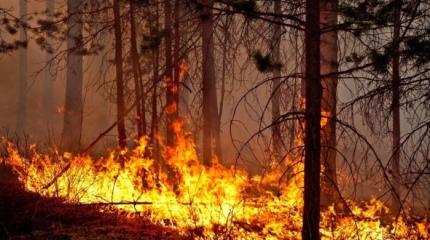 Cod Galben de pericol de incendiu, valabil în Republica Moldova între 27 iunie și 3 iulie