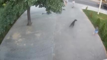 VIDEO// Copil mușcat în plină stradă de un doberman (Imagini cu impact emoțional)