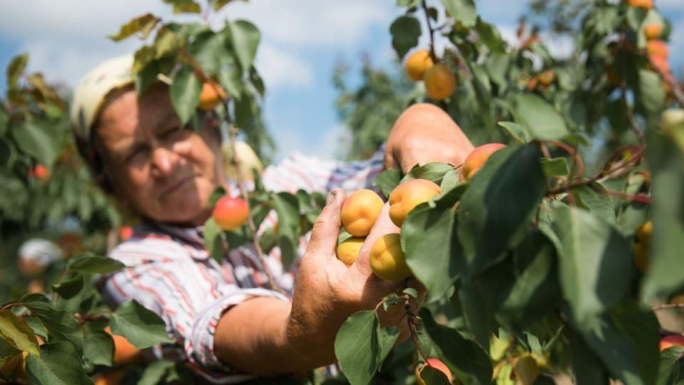 Înghețurile de primăvară compromit livezile din Moldova: Recolta de fructe, redusă cu până la 55%