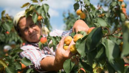 Înghețurile de primăvară compromit livezile din Moldova: Recolta de fructe, redusă cu până la 55%