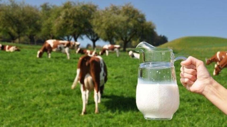 Crescătorii de oi și capre pot solicita plăți directe per cap de animal