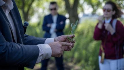FAO, Japonia și Elveția susțin extinderea culturii de sorg în Republica Moldova