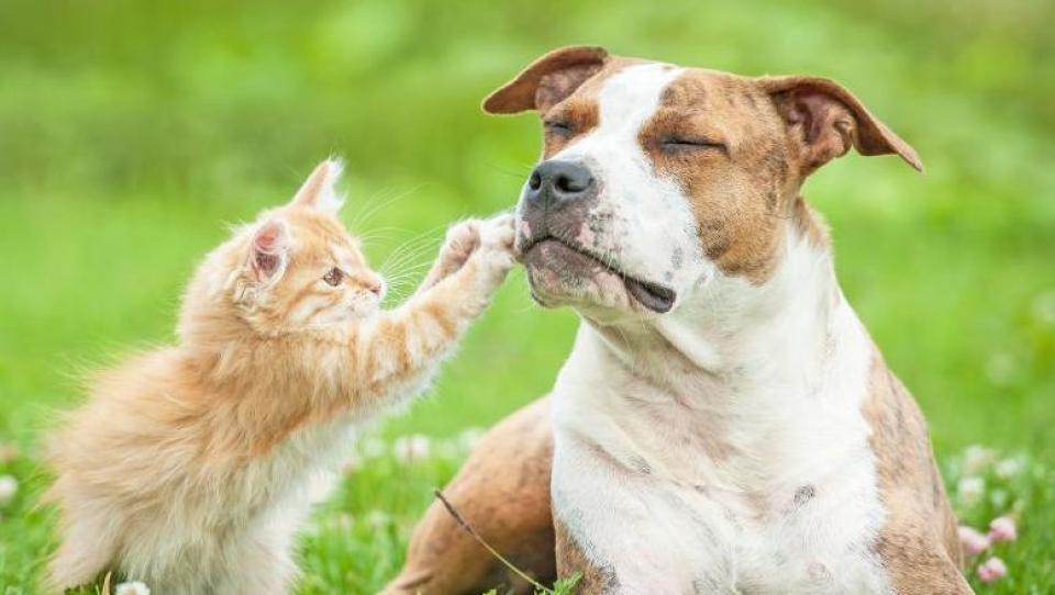 Canicula afectează animalele: Câtă apă au nevoie în caniculă și ce recomandă ANSA