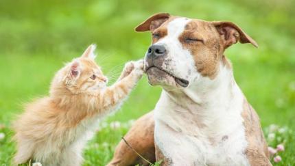 Canicula afectează animalele: Câtă apă au nevoie în caniculă și ce recomandă ANSA