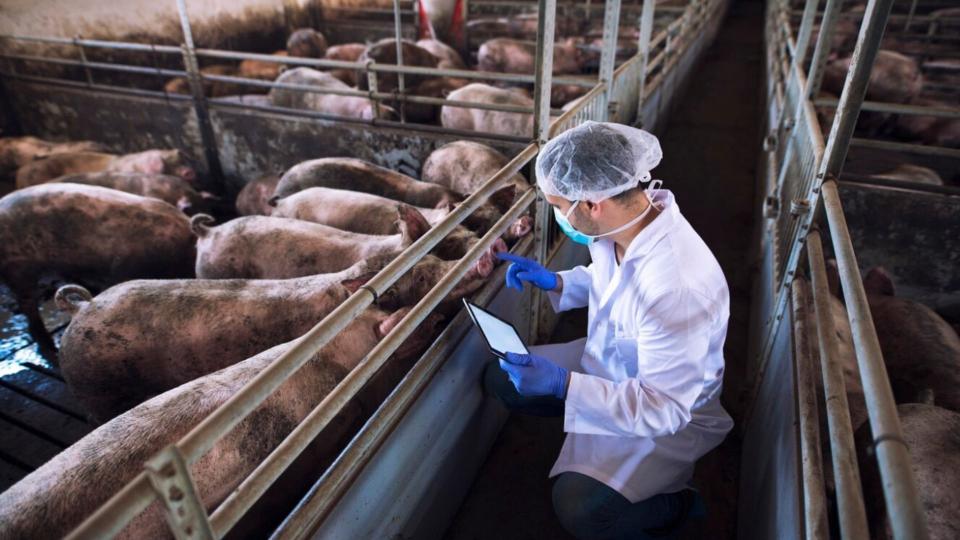 ANSA lansează un nou modul pentru înregistrarea în grup a porcinelor în fermele mari