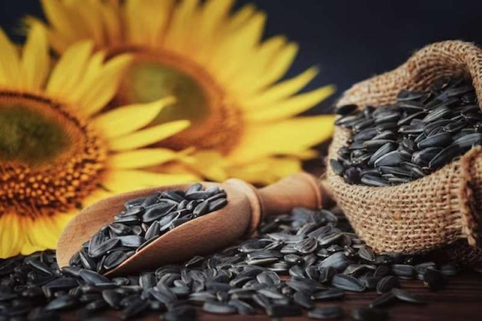 Fără taxe pentru semințele moldovenești de floarea-soarelui exportate în Turcia