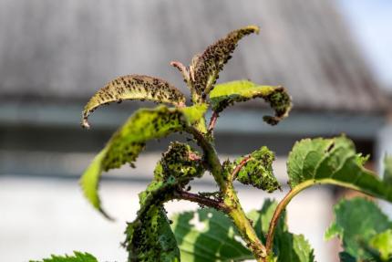 Recomandările ANSA în cazul păduchilor de plante