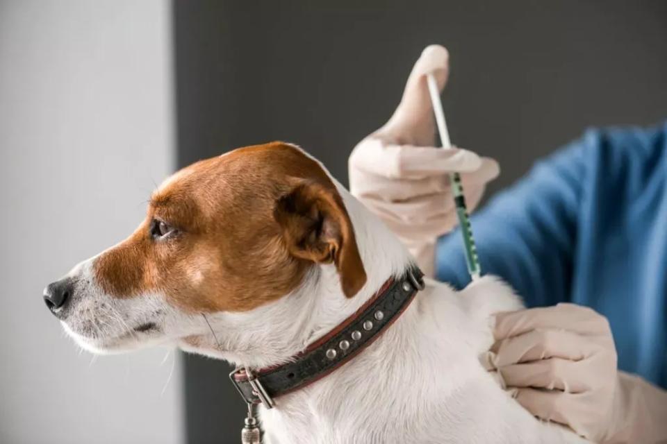 Campanie gratuită de vaccinare antirabică a animalelor de companie în municipiul Cahul