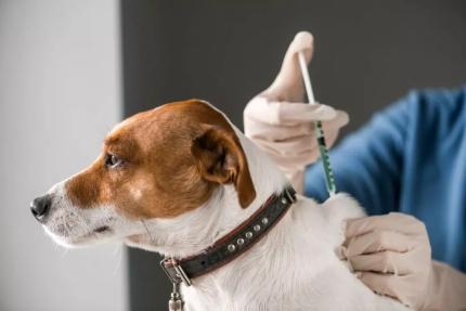 Campanie gratuită de vaccinare antirabică a animalelor de companie în municipiul Cahul