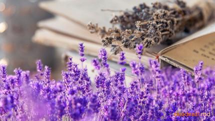 Lavanda – istorie, origine și utilizări de ieri și azi