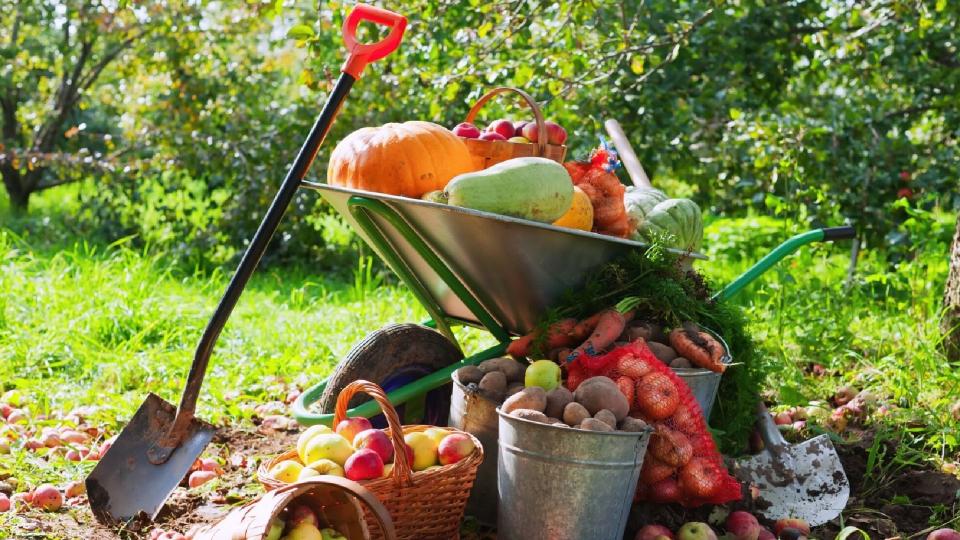 Ce lucrări agricole se fac în octombrie? Ghid pentru gospodari