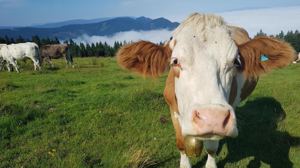 Subvențiile în zootehnie aprobate de AIPA: Lista beneficiarilor și sumele plătite inclusiv Cahul