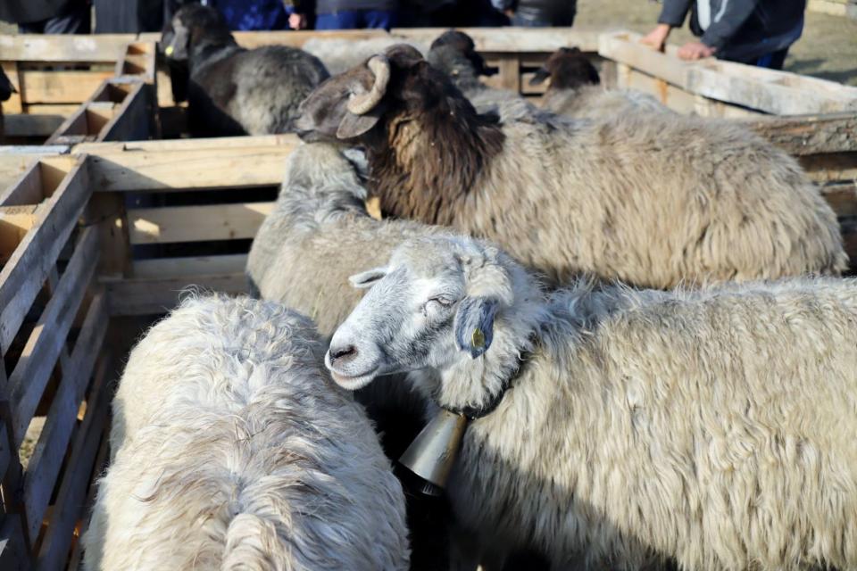 Două zile de festival la Cimișlia cu expoziții de ovine și caprine și produse tradiționale 