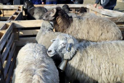 Două zile de festival la Cimișlia cu expoziții de ovine și caprine și produse tradiționale 