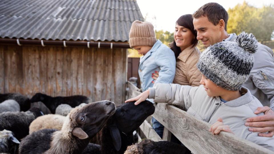 Crescătorii de bovine, ovine și caprine pot accesa granturi de până la 1 milion de dolari pentru modernizarea fermelor 