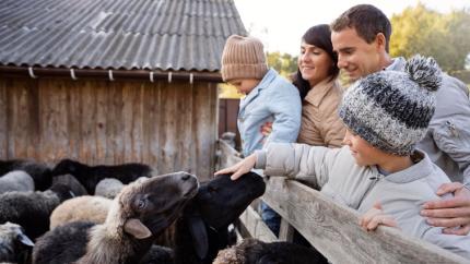 Crescătorii de bovine, ovine și caprine pot accesa granturi de până la 1 milion de dolari pentru modernizarea fermelor 
