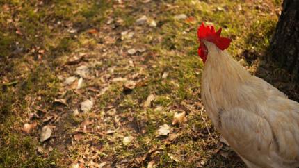 Frunza de nuc – remediu natural pentru păduchi și viermi la păsări