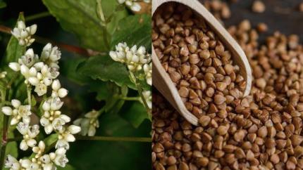 Cum arată în natură ingredientele și condimentele pe care le folosești zilnic