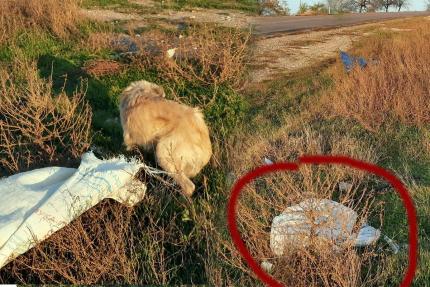 Câine găsit legat într-un sac pe marginea drumului Cahul-Moscovei