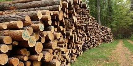 Сколько будут стоить дрова в холодный сезон 2025 года