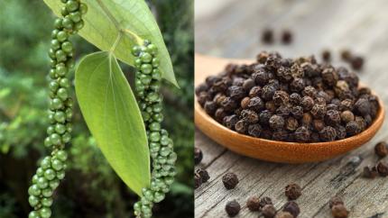 Cum arată în natură ingredientele și condimentele pe care le folosești zilnic