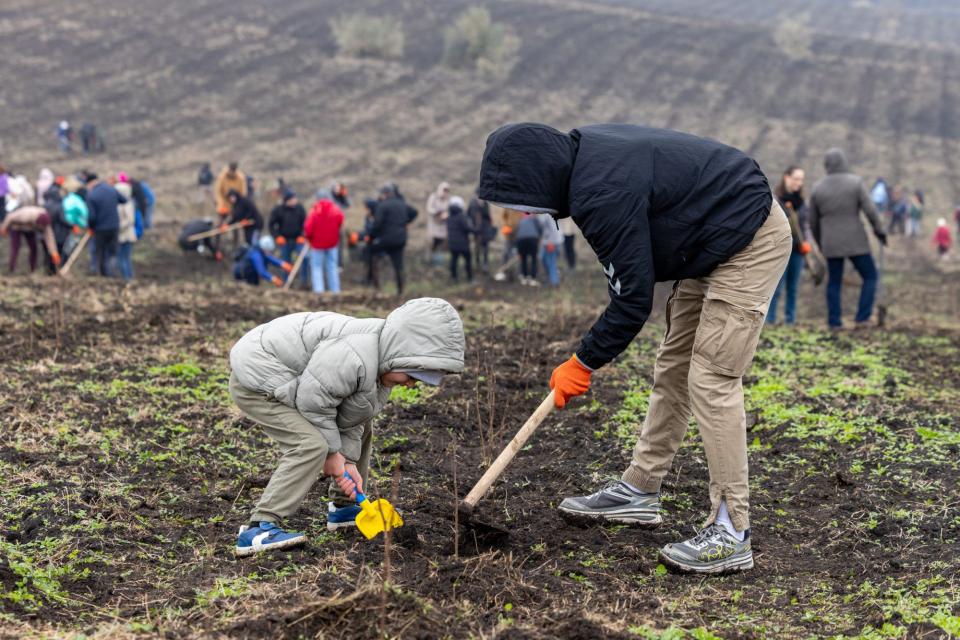 Guvernul a plantat 110 de mii de puieți, în cadrul campaniei „Generația pădurii” 