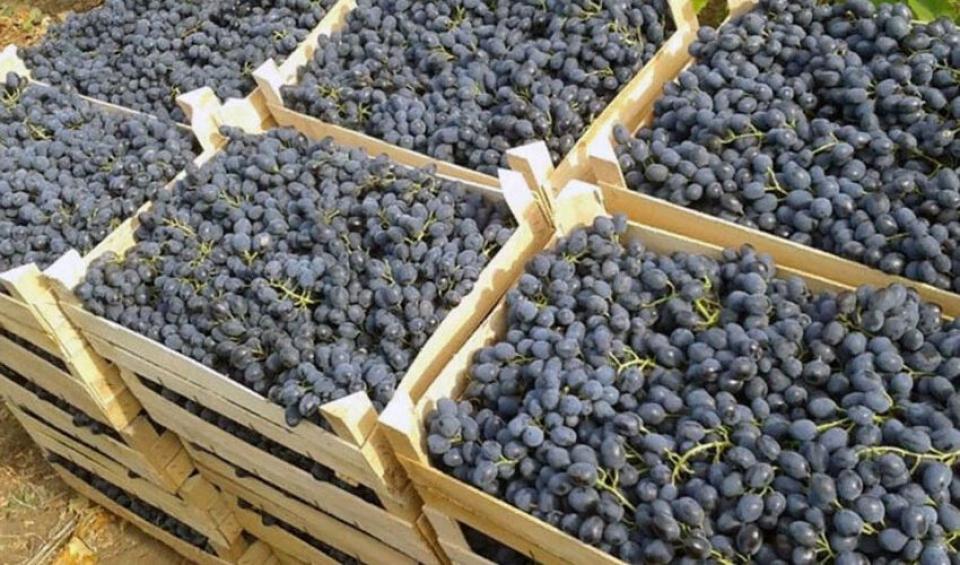 Export-record de struguri: Moldova a vândut peste 30.000 de tone către UE în acest sezon