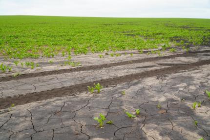 Fermierii afectați de înghețurile din primăvară încep să primească sprijinul financiar 